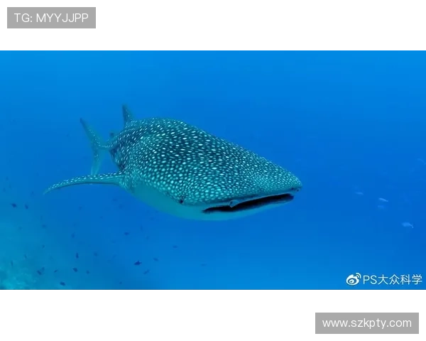 巨噬深蓝:鲨鱼周,一场关于敬畏与共存的生命礼赞 巨噬深蓝:鲨鱼周,一场关于敬畏与共存的生命礼赞