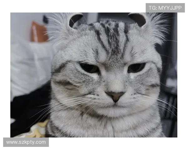 喵主降临,福泽八方:探寻“猫神八百万”的神秘魅力 喵主降临,福泽八方:探寻“猫神八百万”的神秘魅力