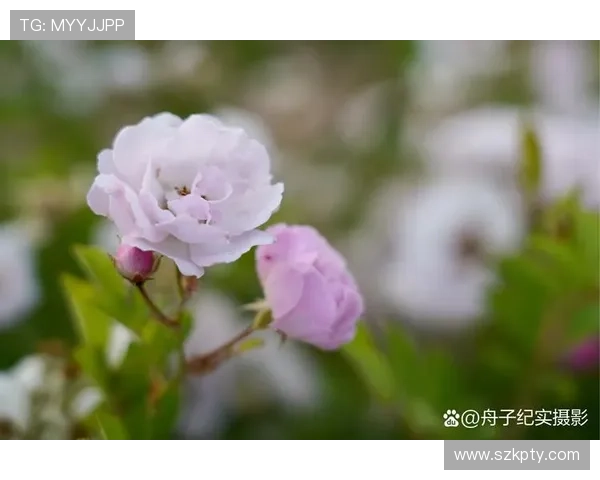 探寻“大尺”的无限可能：在“佑香”的芬芳中感受生活的广阔